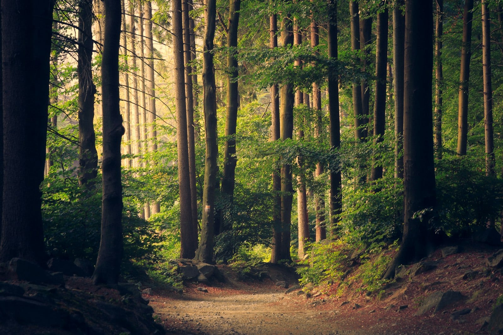 Lichtdurchfluteter Waldweg